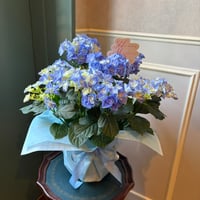 【母の日】ブルーパープル系アジサイ フェアリーラブブルー