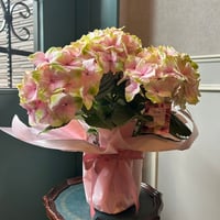 【母の日】ピンク系アジサイ Love It! ラブイット！