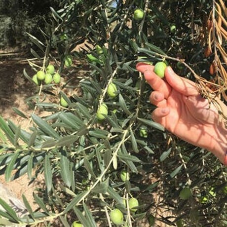 ZAHARA extra virgin olive oil 250ml ザハラ エキストラヴァージン・オリーブオイル