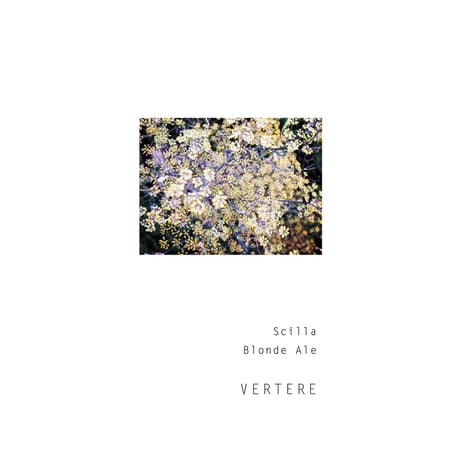 VERTERE 「Scilla ・シラー」 缶 500ml