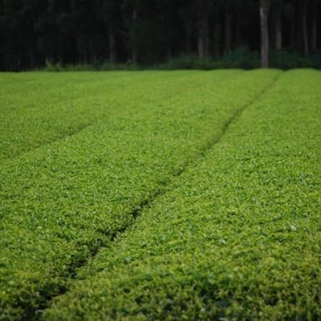 屋久島八万寿茶園 有機ほうじ茶 （2g×5袋） ティーバッグ YAKUSHIMA HACHIMANJYU ORGANIC HOUJI TEA（2g×5袋） TEA BAG