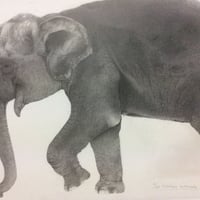 精細複製品（レプリカ）アジアゾウ