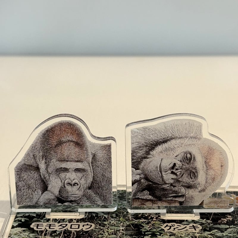ゴリラを守ろう！2024 アクリルスタンド | 京都市動物園東エントランス
