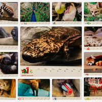 2024京都市動物園　壁掛けカレンダー