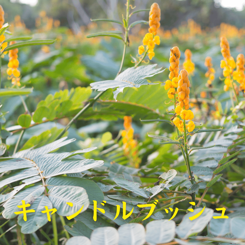 D.D パウダー | からだととのう・Natura 公式オンラインショップ