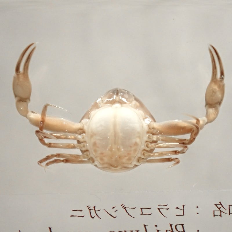 ヒラコブシガニ樹脂封入標本 M (木製標本箱入り) | Atelier BIOTA