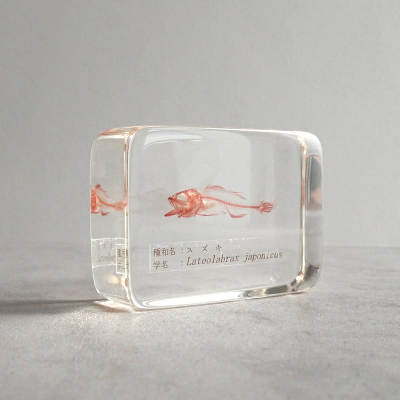 ひろ様 専用ページ すずらん ミモザ 樹脂標本 筆記体 errer 気泡 植物