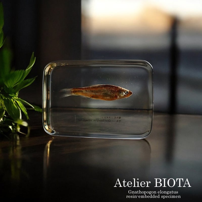 タモロコ樹脂封入標本 2L (木製標本箱入り) | Atelier BIOTA