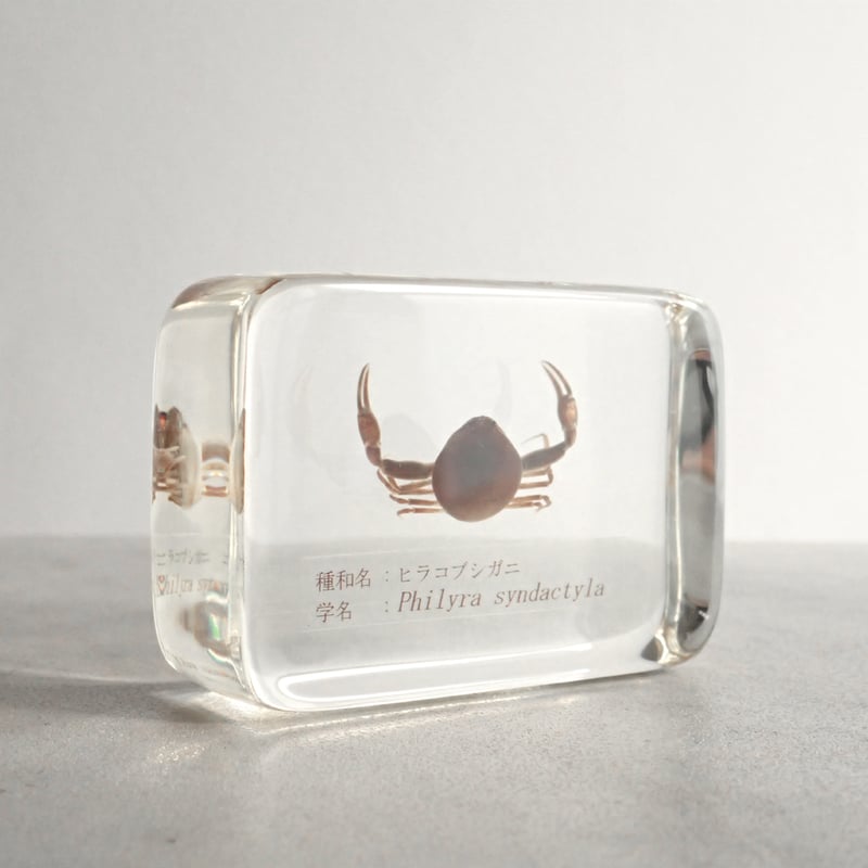 【本物】タラバガニ　標本 木製フレーム入り 大きめ 本物】タラバガニ 標本 木製フレーム入り 大きめ