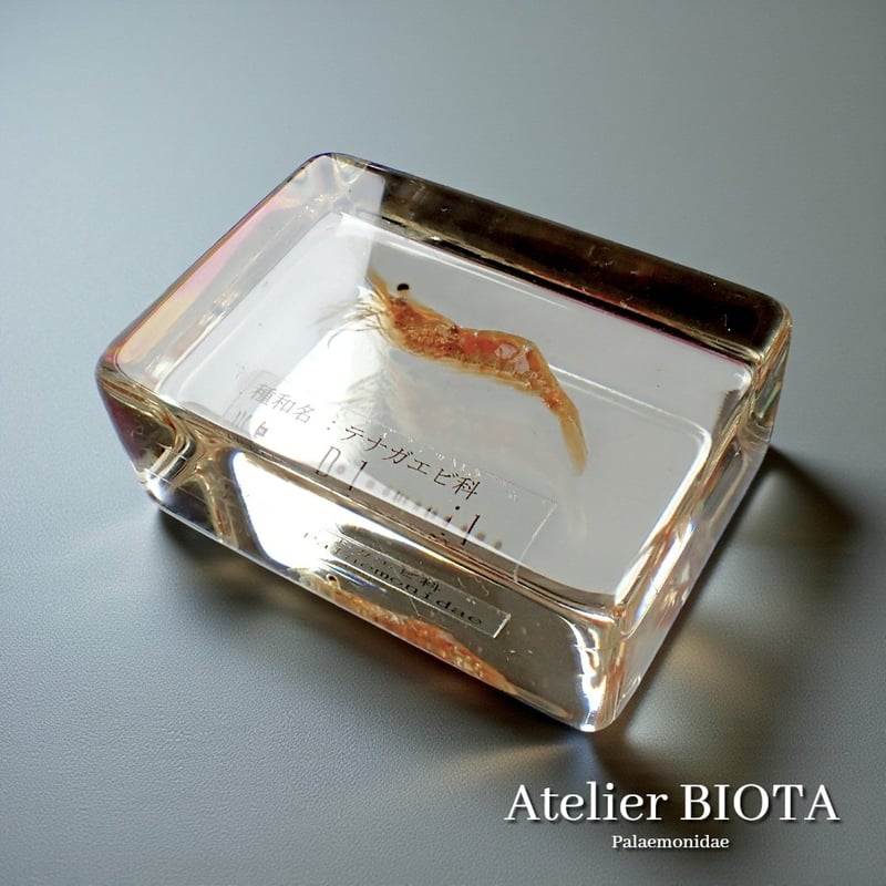 ウミグモ 深海生物樹脂封入標本 LEDライト付き 木製ケース ウミグモ