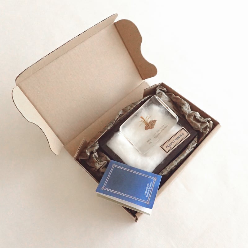 ユビナガホンヤドカリ樹脂封入標本 M (木製標本箱入り) | Atelier BIOTA