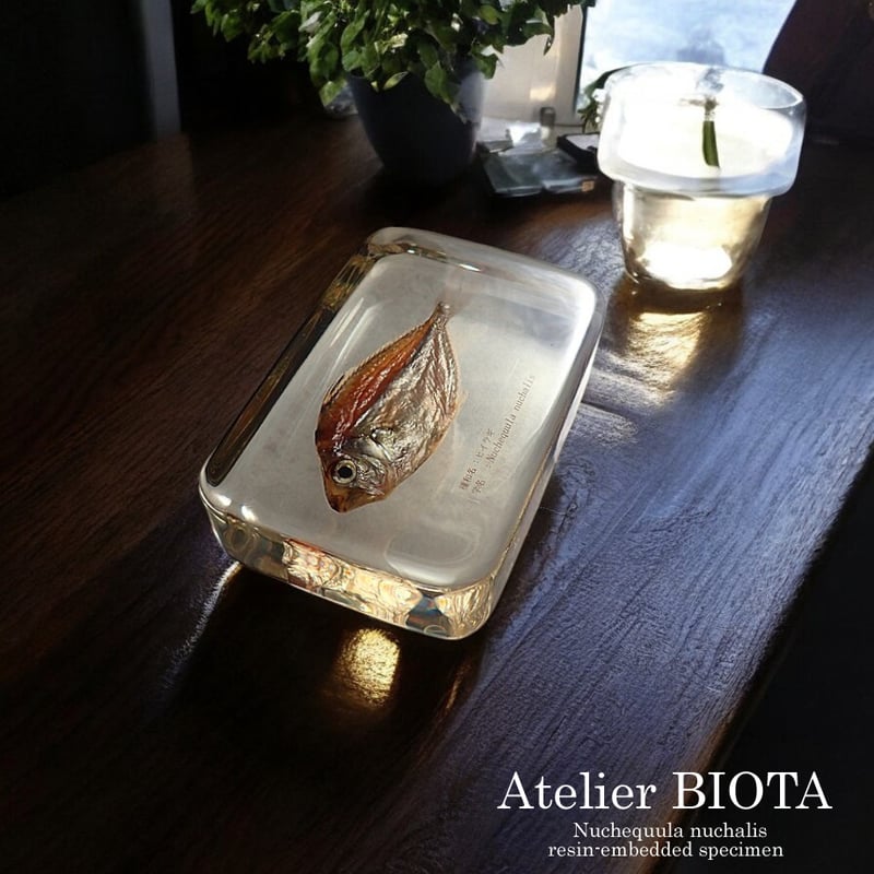 ヒイラギ樹脂封入標本 2L (木製標本箱入り) | Atelier BIOTA