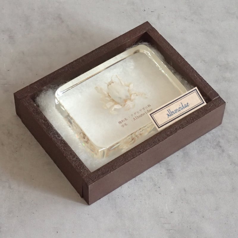 クダヒゲガニ科の一種樹脂封入標本 L (木製標本箱入り