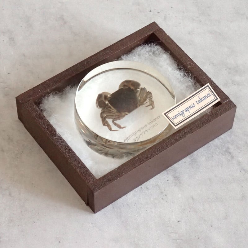 タカノケフサイソガニ樹脂封入標本 L (木製標本箱入り) | Atelier BIOTA