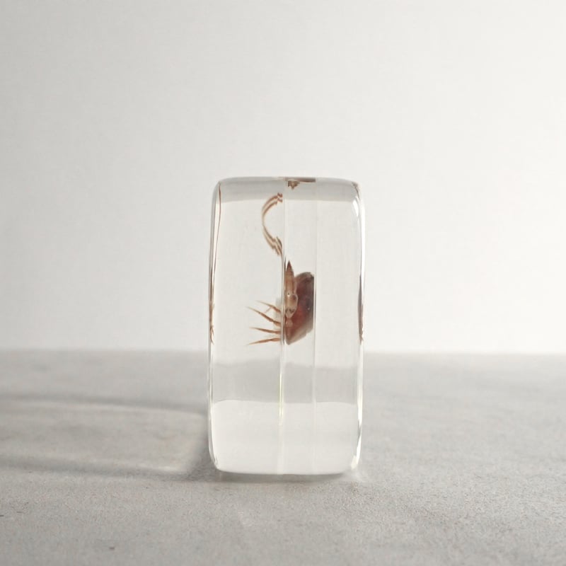 【本物】タラバガニ　標本 木製フレーム入り 大きめ 本物】タラバガニ 標本 木製フレーム入り 大きめ