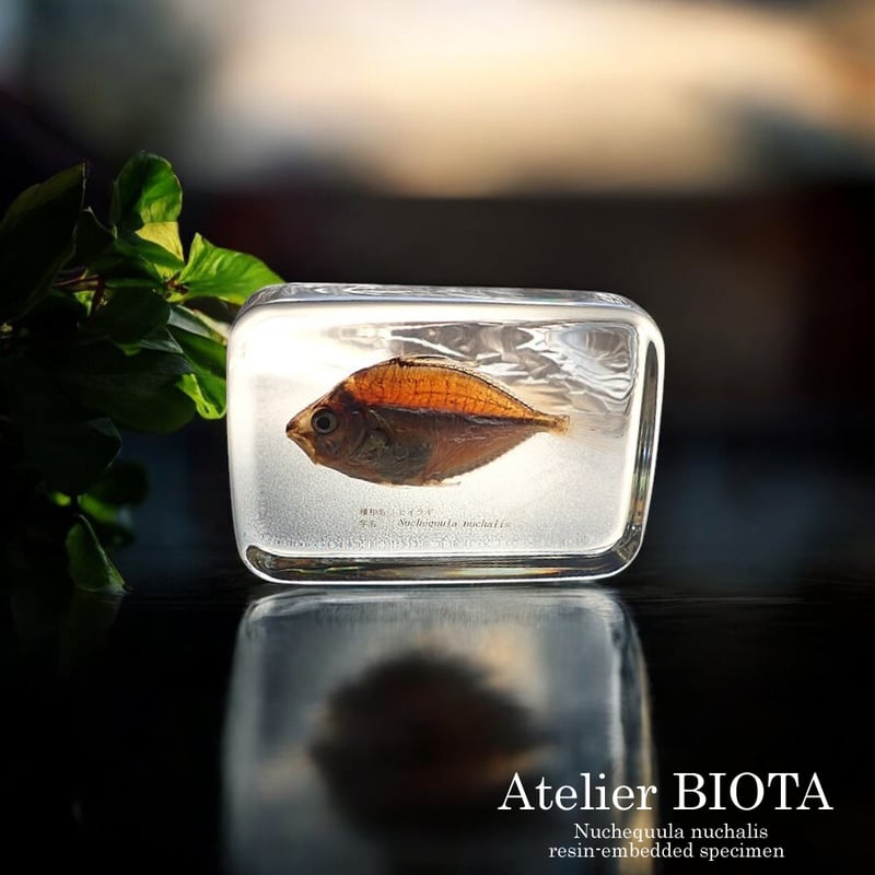 ヒイラギ樹脂封入標本 2L (木製標本箱入り) | Atelier BIOTA