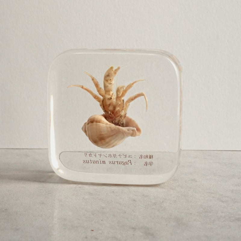 ユビナガホンヤドカリ樹脂封入標本 L (木製標本箱入り) | Atelier BIOTA