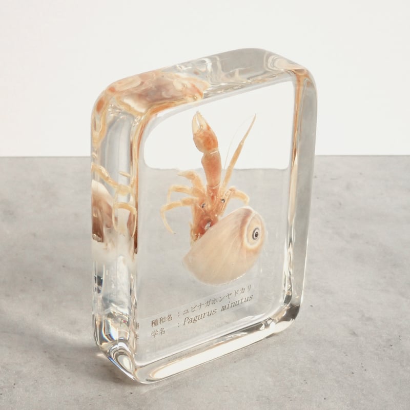 ユビナガホンヤドカリ樹脂封入標本 L (木製標本箱入り) | Atelier BIOTA