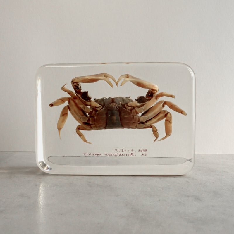 ヤマトオサガニ樹脂封入標本 3L (木製標本箱入り) | Atelier BIOTA