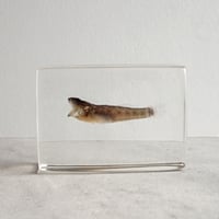 ハゼ科の一種樹脂封入標本 S (木製標本箱入り)
