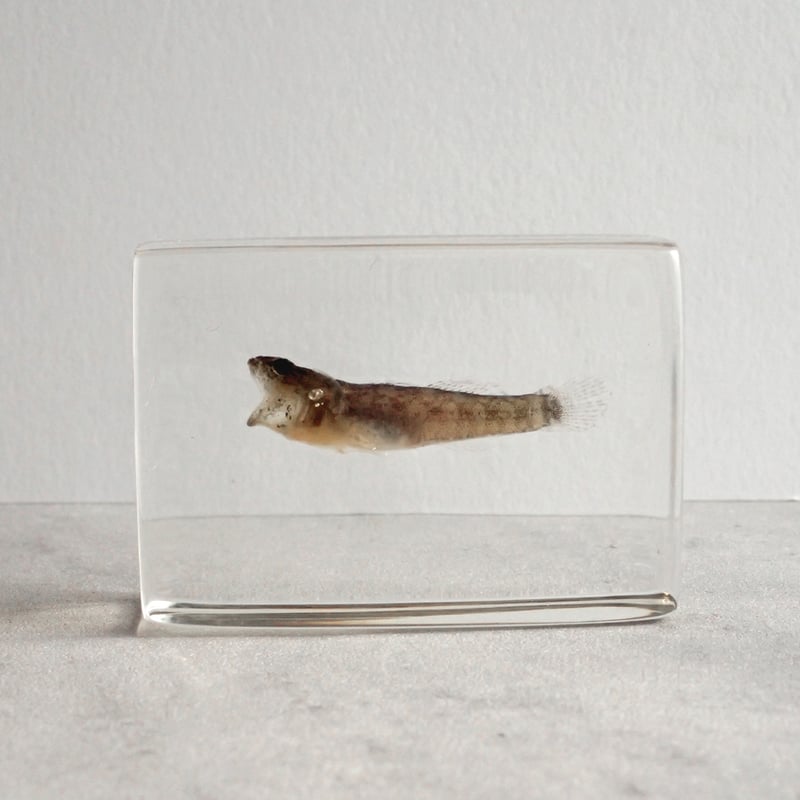 ぽ*け様 チョウザメ レア オブジェ 魚 標本 樹脂封入