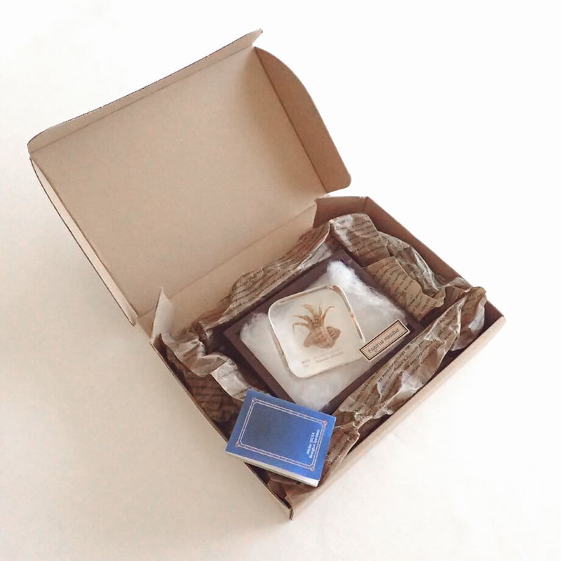 ユビナガホンヤドカリ樹脂封入標本 L (木製標本箱入り) | Atelier BIOTA