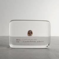 ヒメケハダヒザラガイ樹脂封入標本 M (木製標本箱入り)