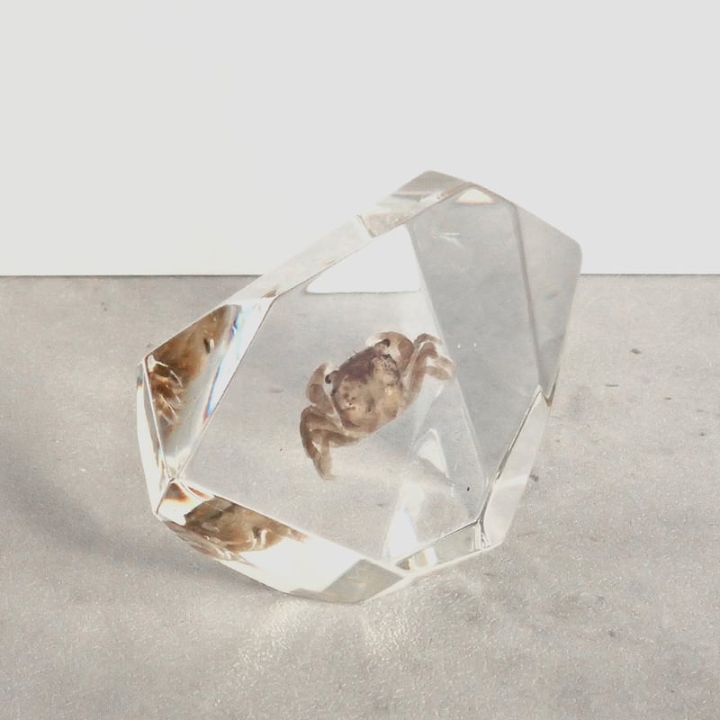 カニ類樹脂封入標本 C (木製標本箱入り) | Atelier BIOTA