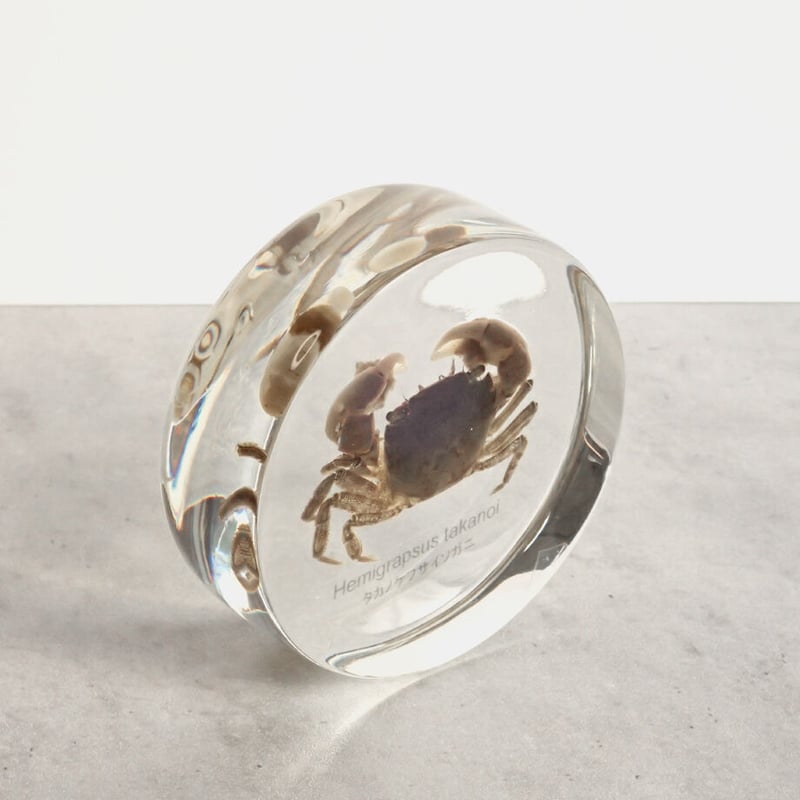 タカノケフサイソガニ樹脂封入標本 L (木製標本箱入り) | Atelier BIOTA