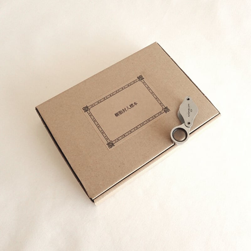 ヒイラギ樹脂封入標本 2L (木製標本箱入り) | Atelier BIOTA
