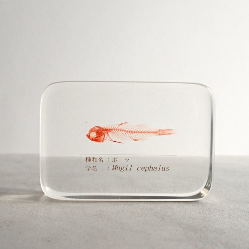 ローダンセ 真鍮 樹脂標本 errer 植物標本 【公式通販】