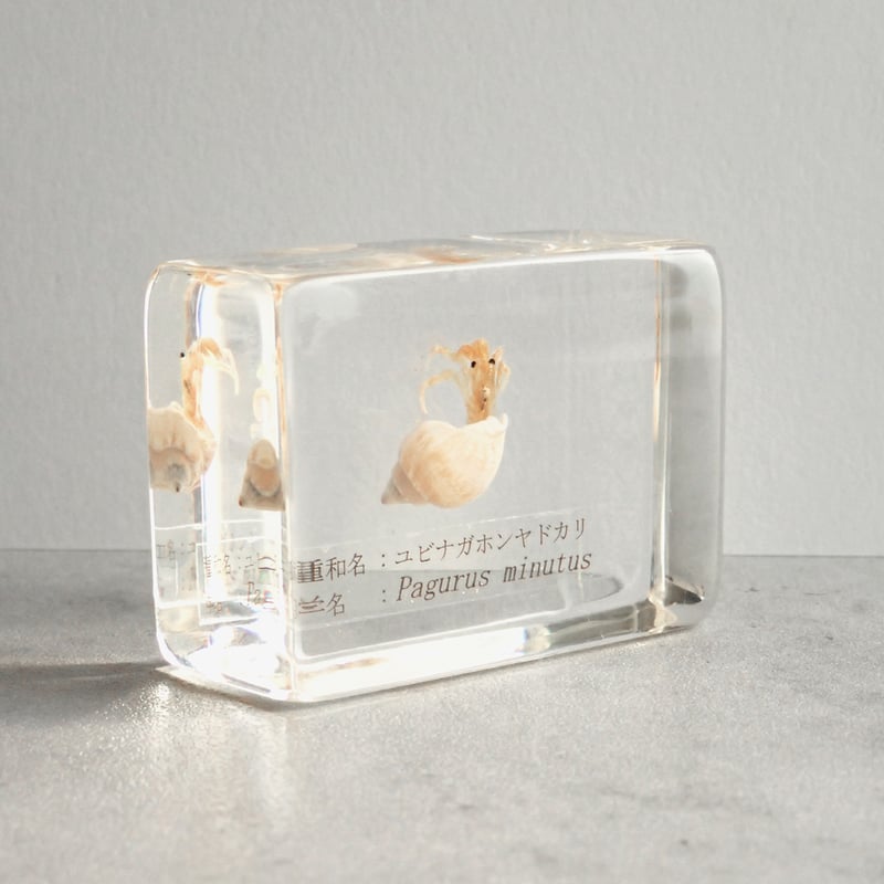 ユビナガホンヤドカリ樹脂封入標本 S (木製標本箱入り) | Atelier BIOTA