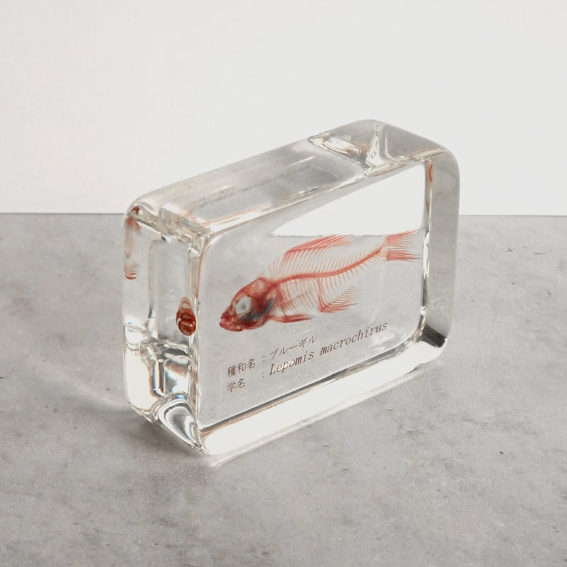 ブルーギル二重染色樹脂封入標本 M (木製標本箱入り) | Atelier BIOTA