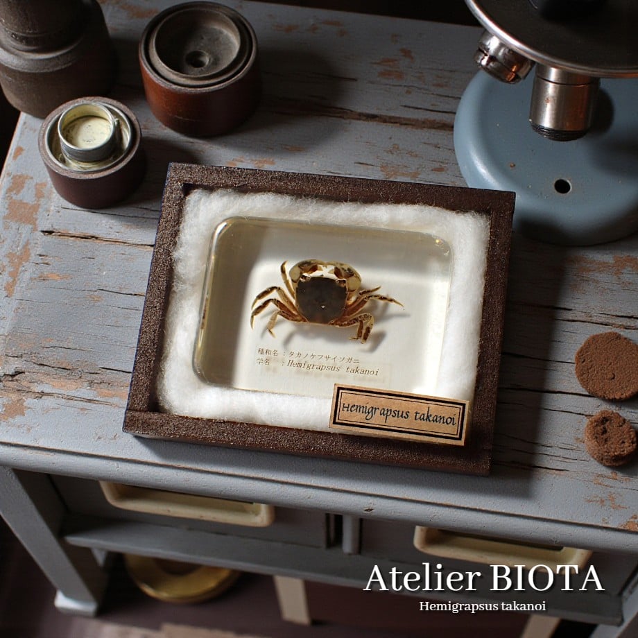 タカノケフサイソガニ樹脂封入標本 L (木製標本箱入り) | Atelier BIOTA