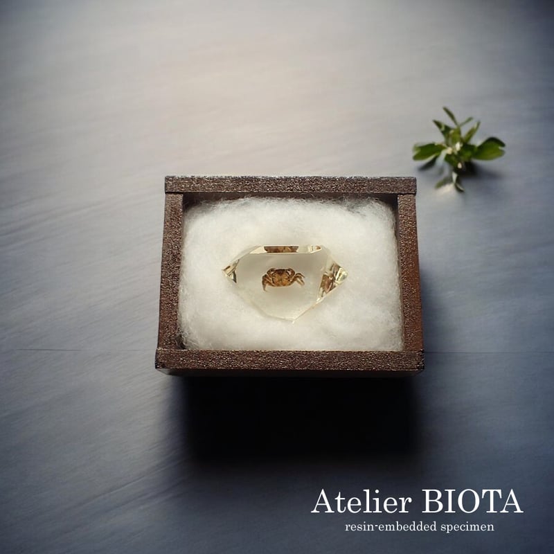 カニ類樹脂封入標本 C (木製標本箱入り) | Atelier BIOTA