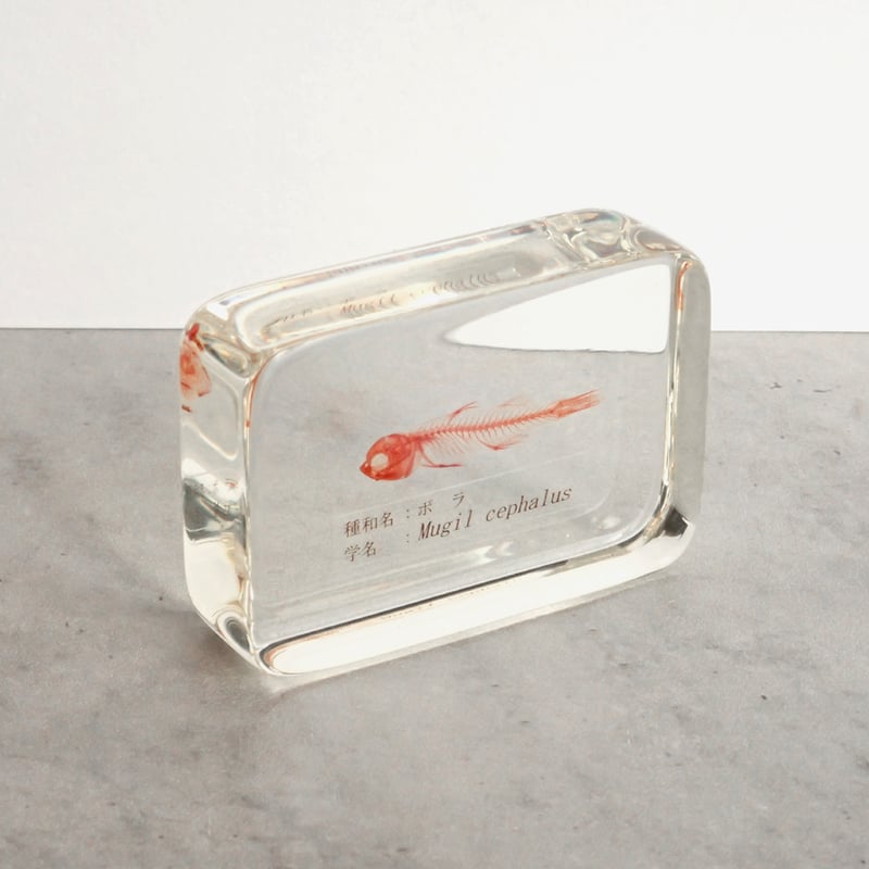 ボラ単色染色樹脂封入標本 M (木製標本箱入り) | Atelier BIOTA