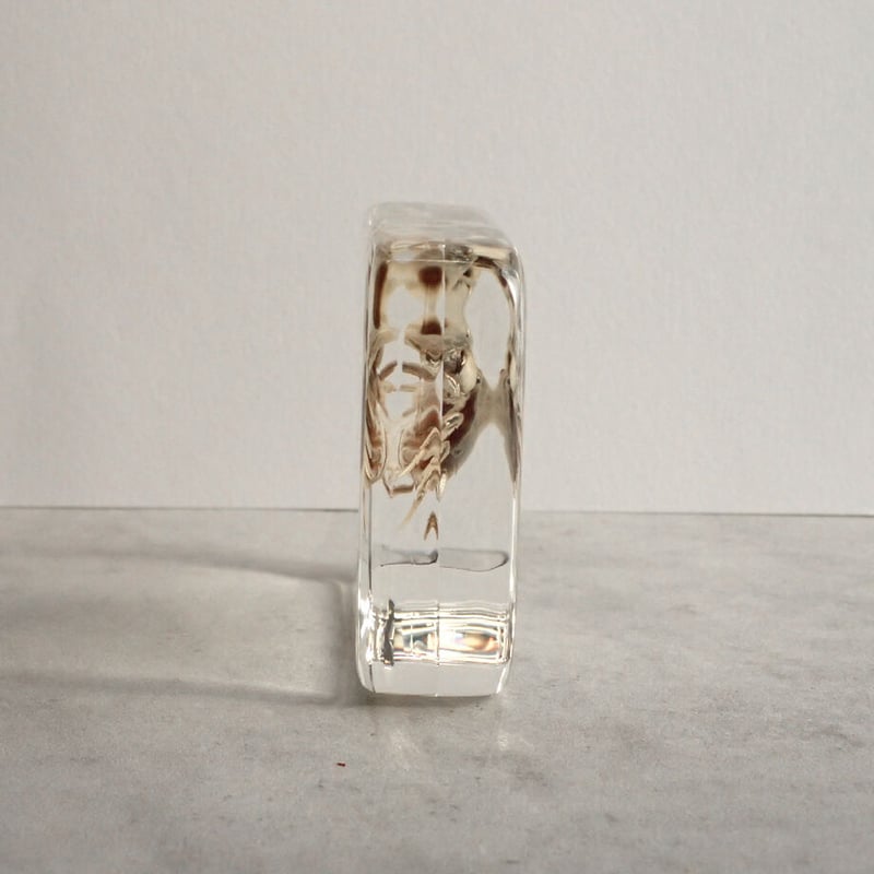 特大】カブトガニ &クロサソリ アクリル樹脂標本セット 特大