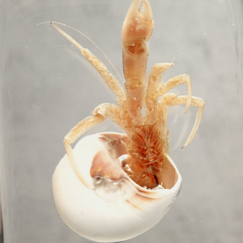 ユビナガホンヤドカリ樹脂封入標本 L (木製標本箱入り) | Atelier BIOTA