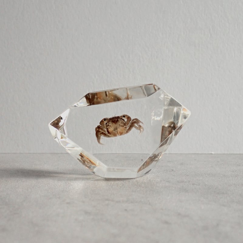 カニ類樹脂封入標本 C (木製標本箱入り) | Atelier BIOTA