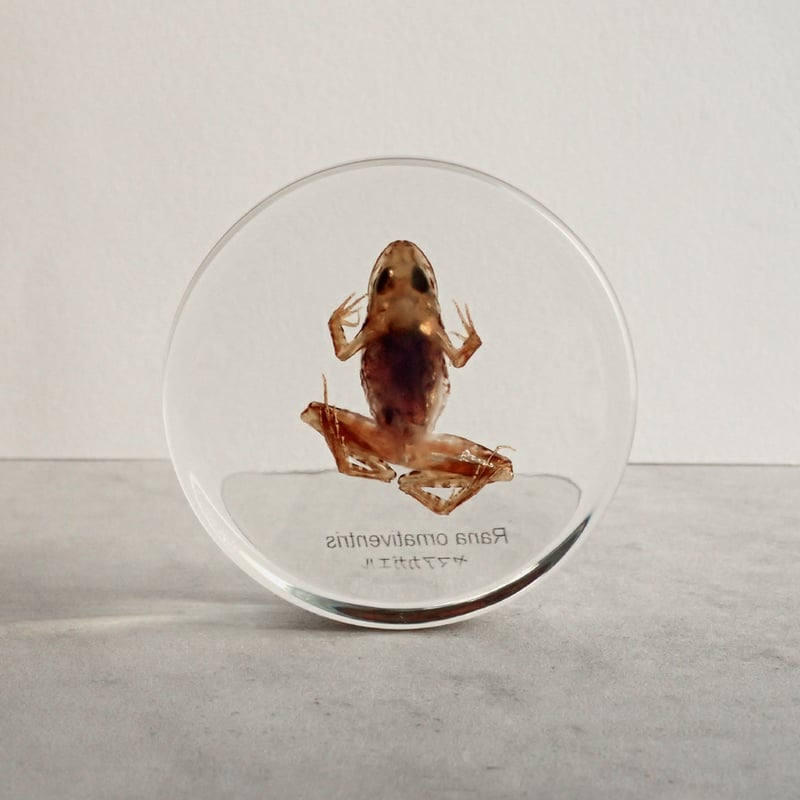 ヤマアカガエル樹脂封入標本 L (木製標本箱入り) | Atelier BIOTA
