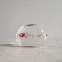 魚類単色染色樹脂封入標本 C (木製標本箱入り)