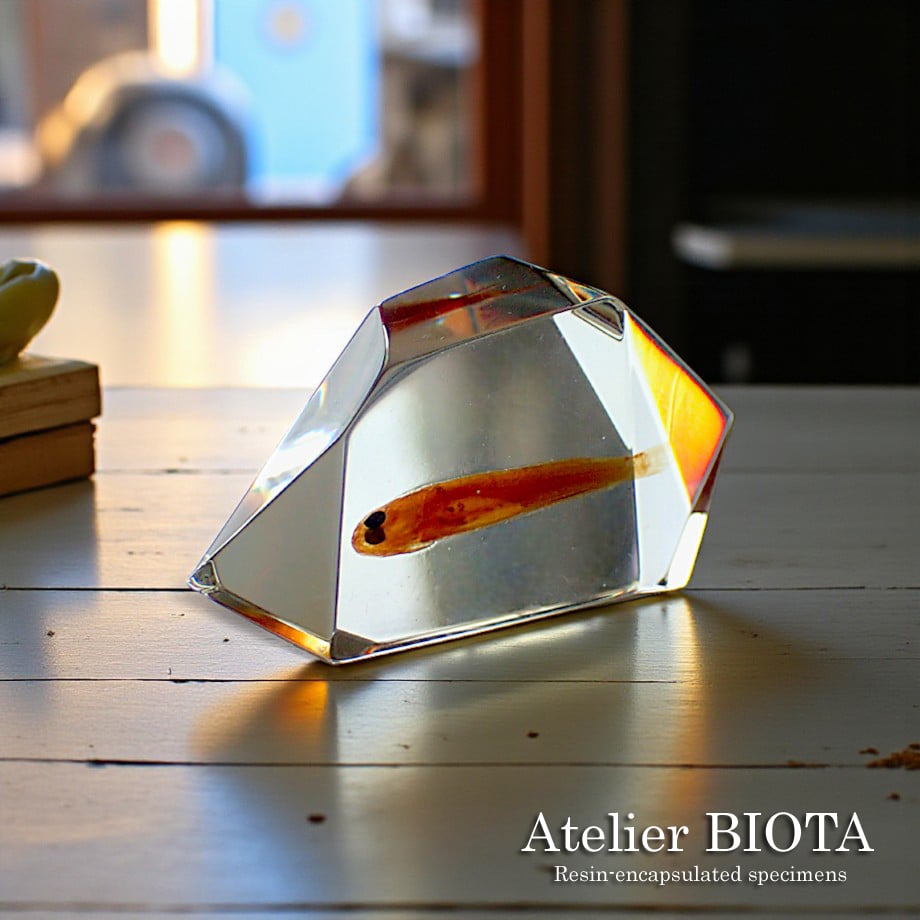 魚類樹脂封入標本 C (木製標本箱入り) | Atelier BIOTA
