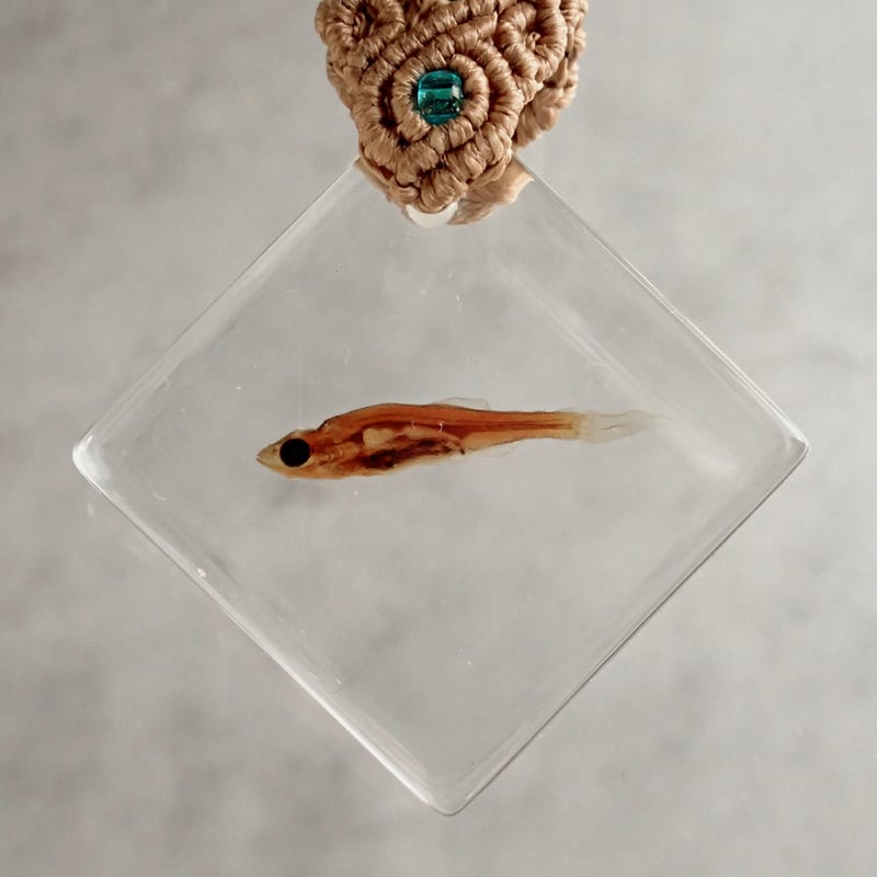 魚類樹脂封入標本キーホルダー | Atelier BIOTA