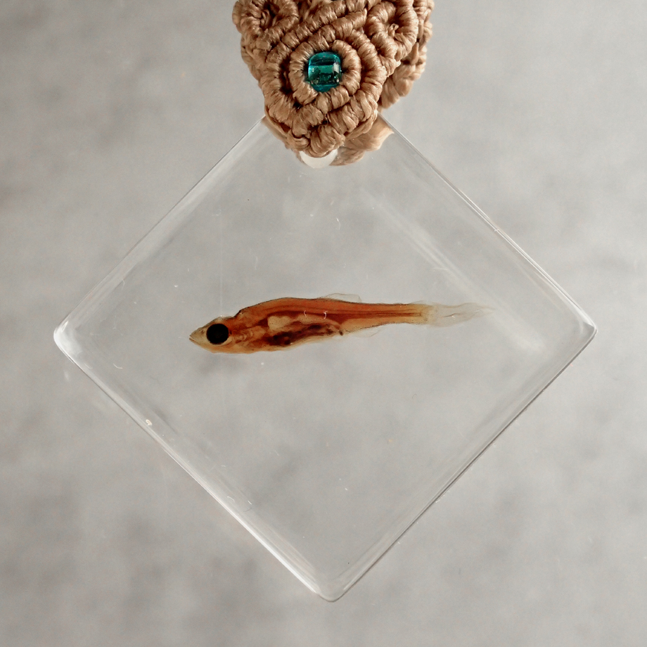 ぽ*け様 チョウザメ　レア　オブジェ　魚　 標本 　樹脂封入 ぽ*け様 チョウザメ レア オブジェ 魚 標本 樹脂封入 ぽ*け様
