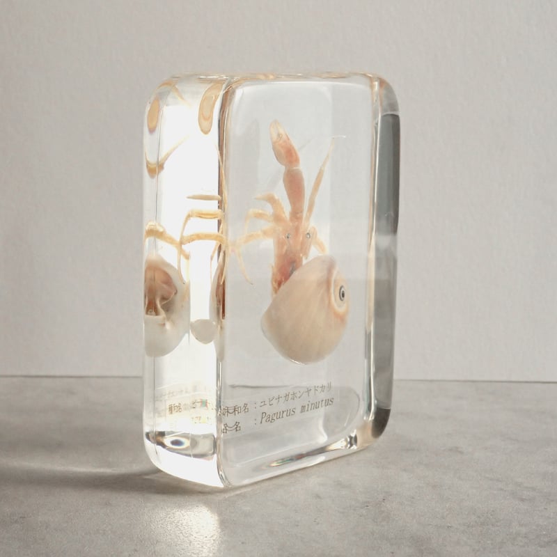ユビナガホンヤドカリ樹脂封入標本 L (木製標本箱入り) | Atelier BIOTA