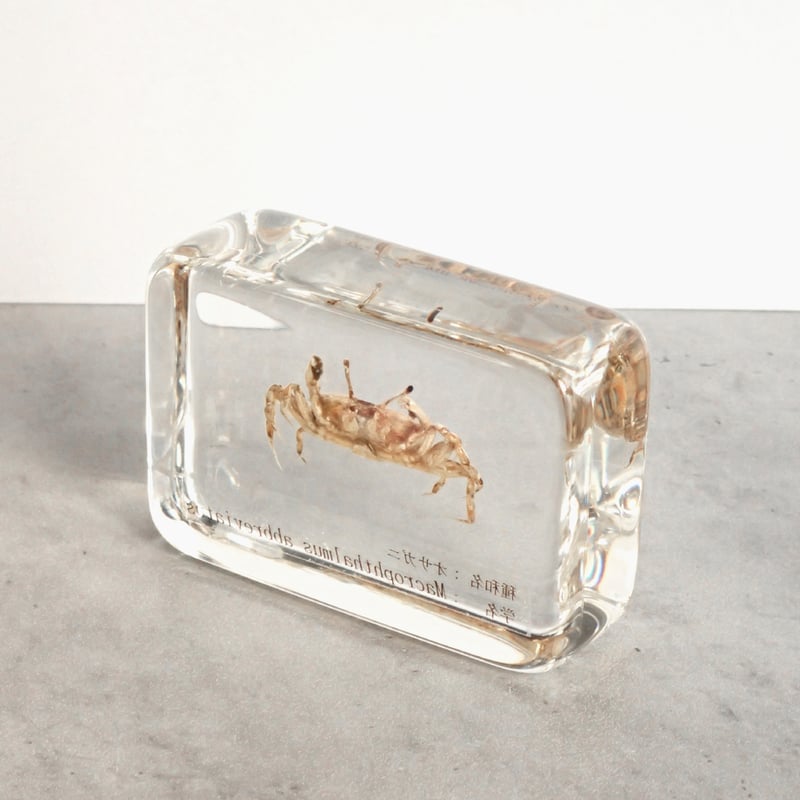 オサガニ樹脂封入標本 M (木製標本箱入り) | Atelier BIOTA