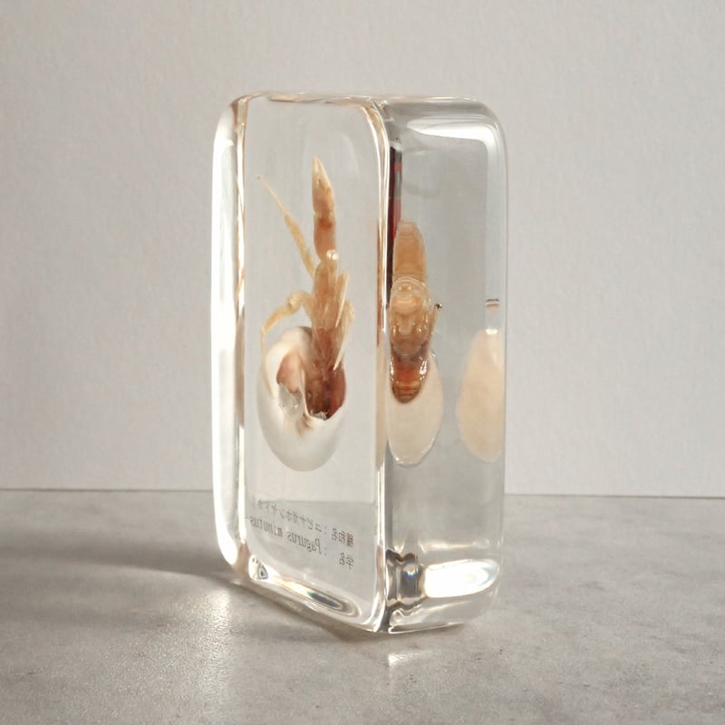 ユビナガホンヤドカリ樹脂封入標本 L (木製標本箱入り) | Atelier BIOTA