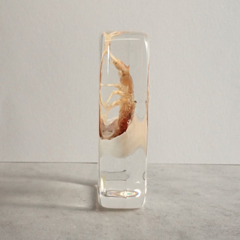 ユビナガホンヤドカリ樹脂封入標本 L (木製標本箱入り) | Atelier BIOTA