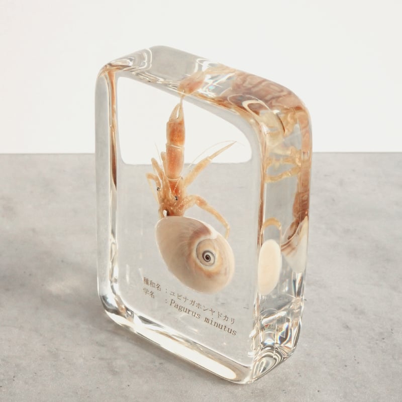 ユビナガホンヤドカリ樹脂封入標本 L (木製標本箱入り) | Atelier BIOTA