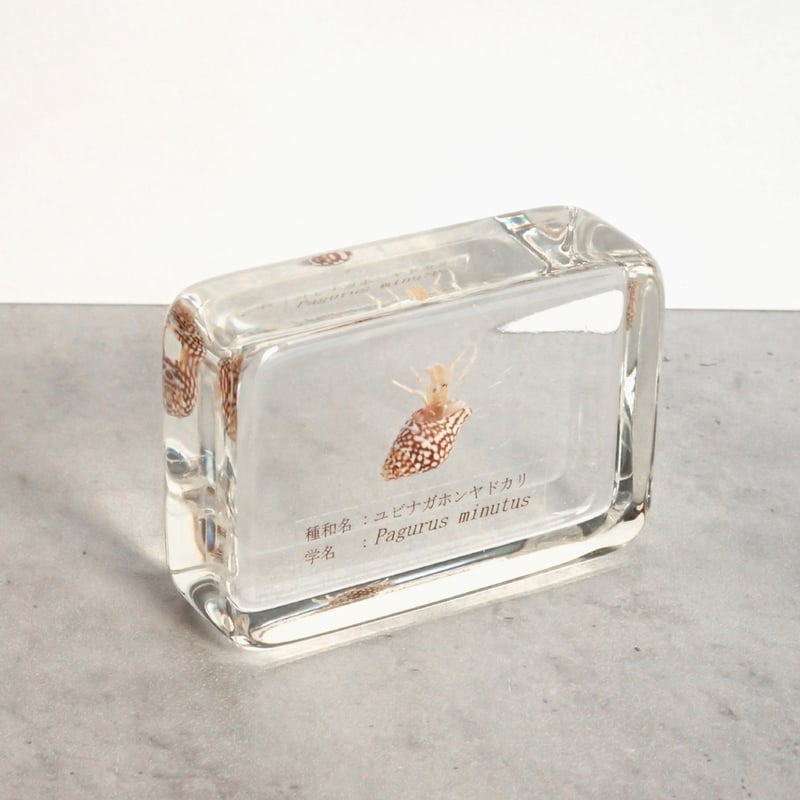 ユビナガホンヤドカリ樹脂封入標本 M (木製標本箱入り) | Atelier BIOTA